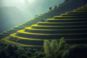 Japanese rice paddy field - Japonity